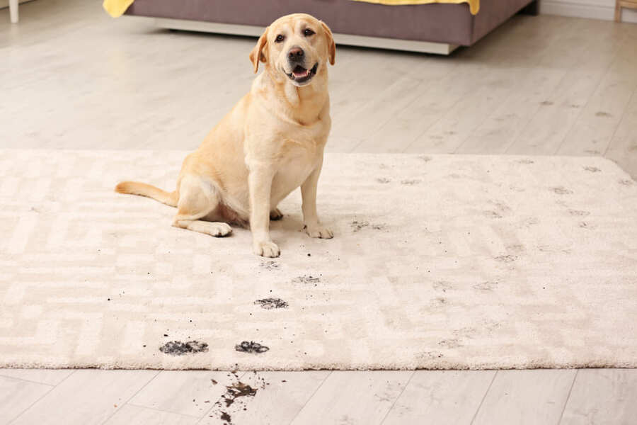 remove pet stain